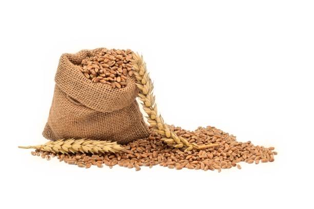 istock Wheat seeds spilling from a jute sack and ripe ears 1398944068