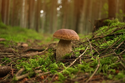Low angle view of a Cep or Boletus Mushroom growing on lush green moss in a forest. Boletus edulis, known as the Cep, Porcino or Penny-bun Bolete