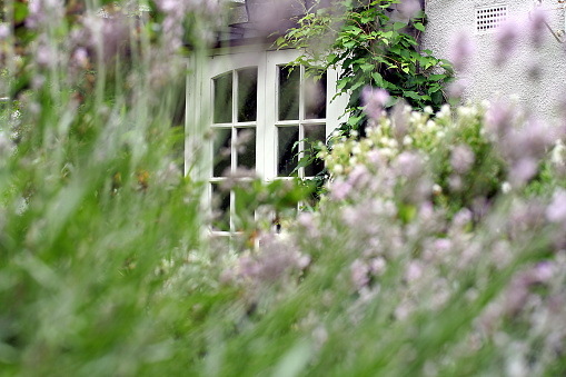A cottage window, surrounded by out of focus lavender