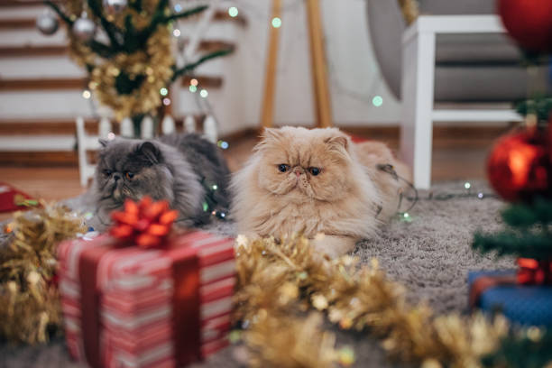 istock Persian cats in the Christmas interior 1398944856