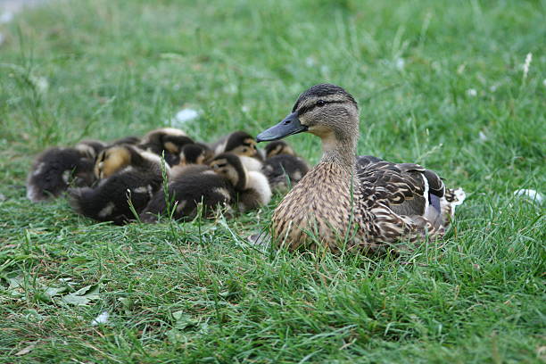 Duck mother with ducklings Female duck (mallard) on a meadow, guarding the ducklings in the background lancaster texas stock pictures, royalty-free photos & images