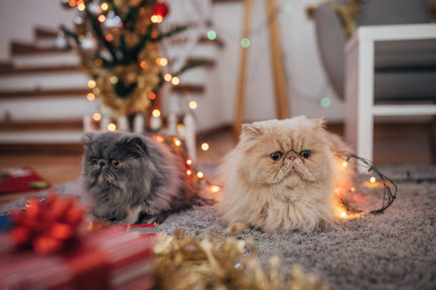 istock Persian cats in the Christmas interior 1398944990