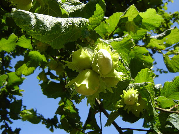 Hazelnuts stock photo