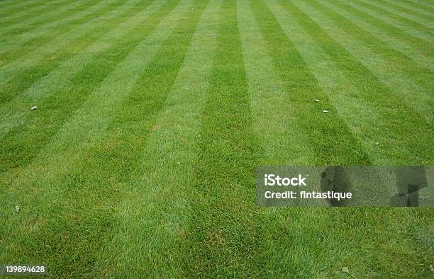 Photo libre de droit de Pelouse Montante Avec Bandes banque d'images et plus d'images libres de droit de Herbe - Herbe, Couper, Fraîcheur