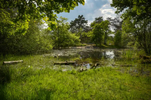 view of a pond in the forest of Fontainebleau in Seine et Marne in France