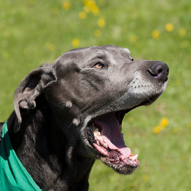 Great dane stock photo