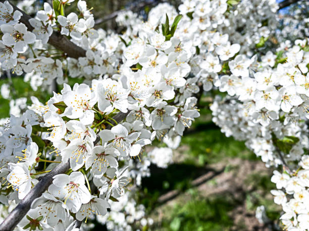 istock cherry blossom branch with white flowers 1398948027