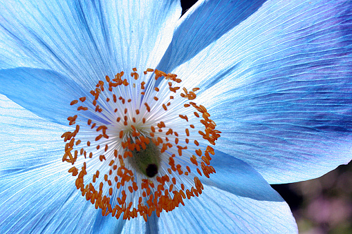 Blue poppy, mecanopsis grandis, flower, back lit, macro