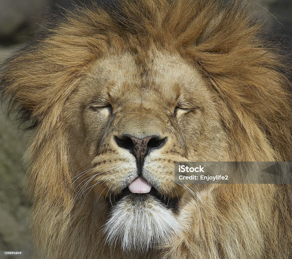 Lion - Zbiór zdjęć royalty-free (Afryka)