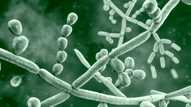 champignon trichosporon, illustration 3d - micro organisme photos et images de collection