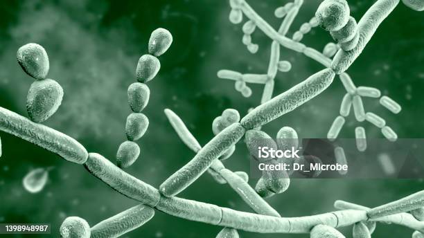 Fungus Trichosporon 3d Illustration Stock Photo - Download Image Now - Micro Organism, Fungus, Pathogen