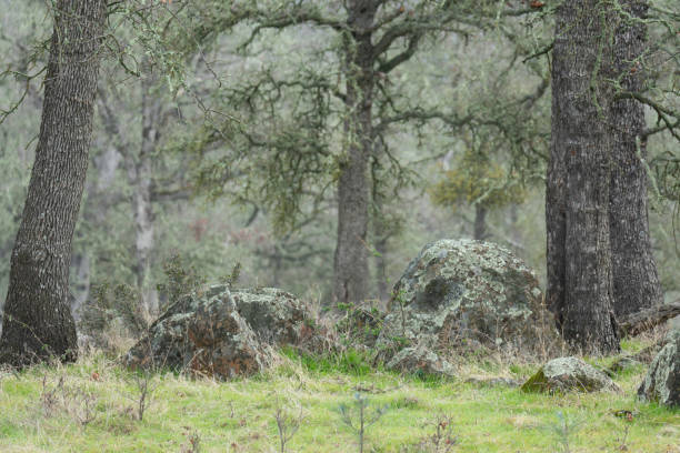 california chaparral forest with green grass and oak trees