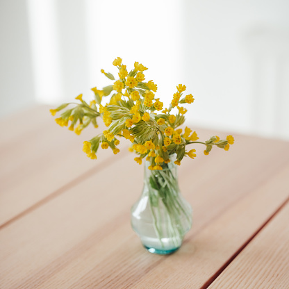 cowslip in vase indoors on table