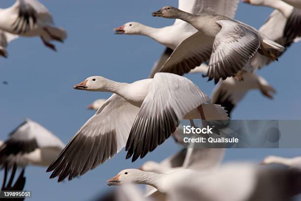 Snow Goose In Flock Stock Photo - Download Image Now - Snow Goose, Animal Migration, Flock Of Birds