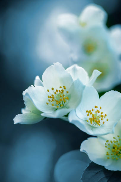 istock Jasmine blossom close-up 1398950833
