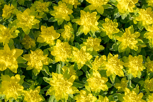 A close-up DSLR photo of Euphorbia epithymoides (cushion spurge) plant. View from above.