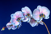Blue Orchid flowers with dew drops with space for copy