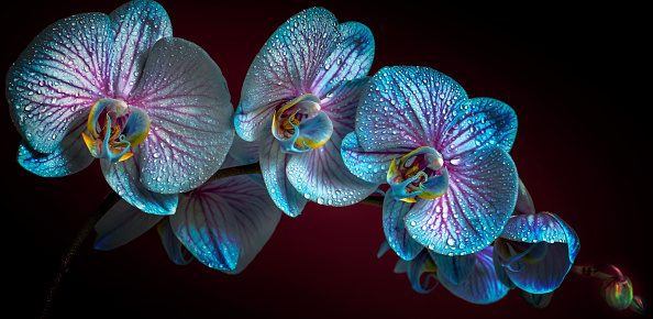 Close-up of beautiful blue Orchid flowers with water drops. Space for copy.