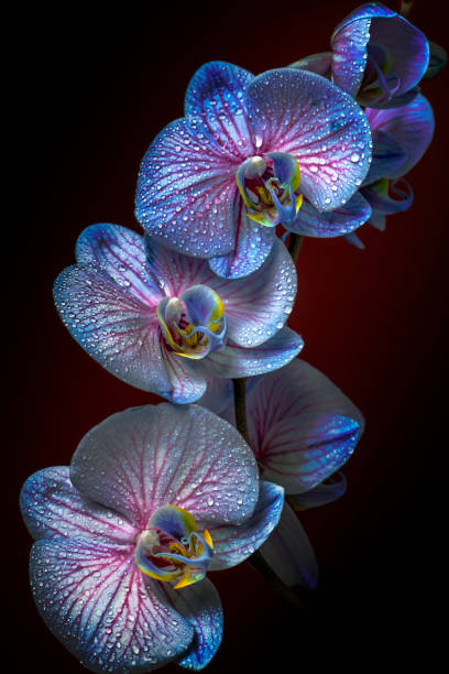 istock Orchid flowers with dew drops (space for copy) 1398951090