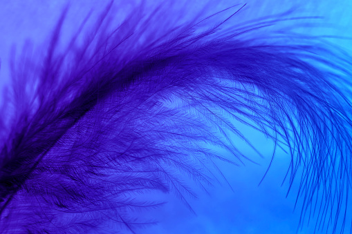 Extreme close-up of a feather on a blue background.