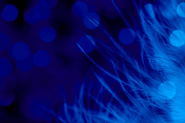 istock Feather extreme close-up with bokeh 1398951417