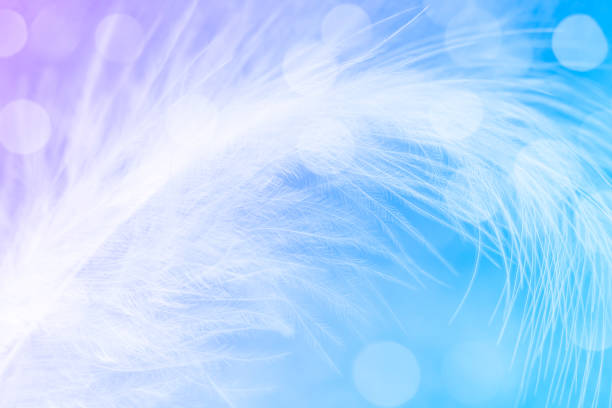 istock Feather extreme close-up with bokeh 1398951428