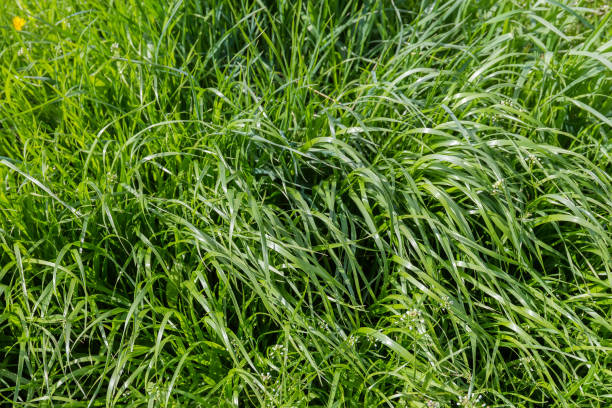 istock Glade covered with high grass and other plants in springtime 1398952591