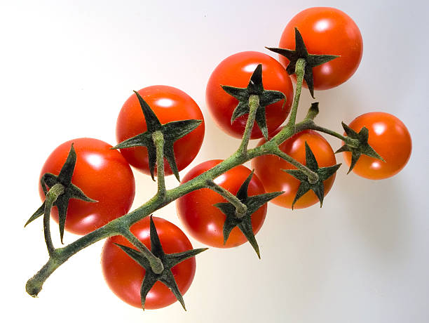 Pomidory na białym tle – zdjęcie