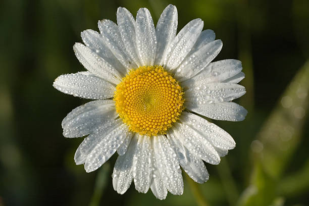 daisy - fibonacci pattern phi white flower daisy photos et images de collection