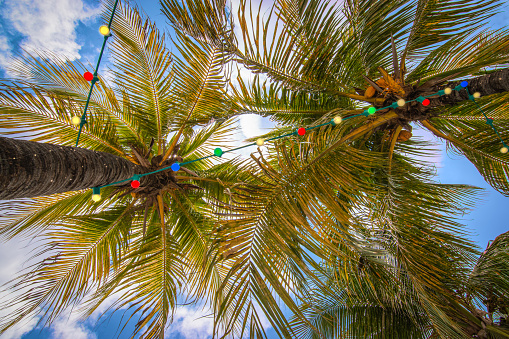 Bottom view of string lights with colorful lit lamps outdoors under the swaying palm trees on a Caribbean Island.
