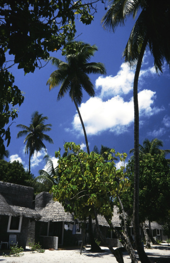 Palmtrees and bungalows on Kuredu, Maldives.