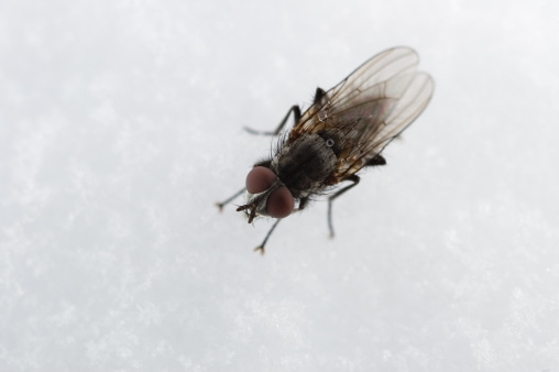 close-up of black fly on white snow. Please let me know if you use this image.