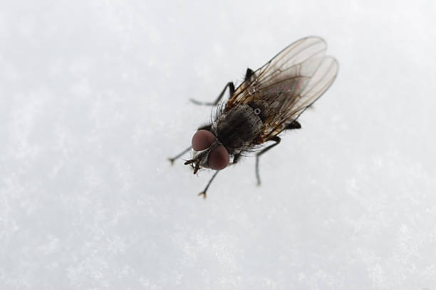 black fly on snow close-up of black fly on white snow. Please let me know if you use this image. black fly stock pictures, royalty-free photos & images