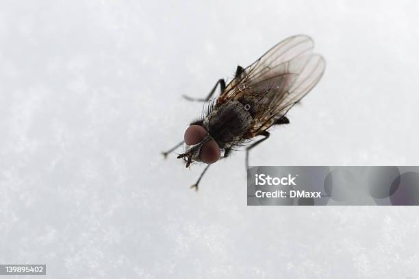 Mosca Negra Na Neve - Fotografias de stock e mais imagens de Mosca negra - Mosca negra, Mosca, Asa de animal