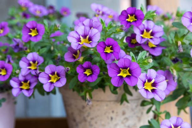 istock Pot with purple and yellow flowers 1398954490