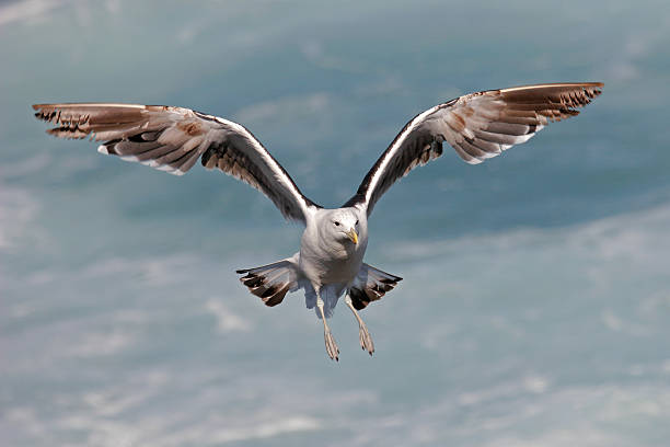 Kelp gull A kelp gull (Larus dominicanus) in flight, South Africa kelp gull stock pictures, royalty-free photos & images