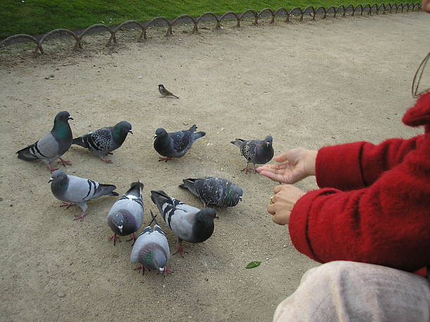 pigeons stock photo