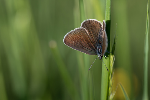 A small brown butterfly, from the blue butterfly family (Lycaenidae), sits with open wings on a blade of grass, hidden in a meadow.
