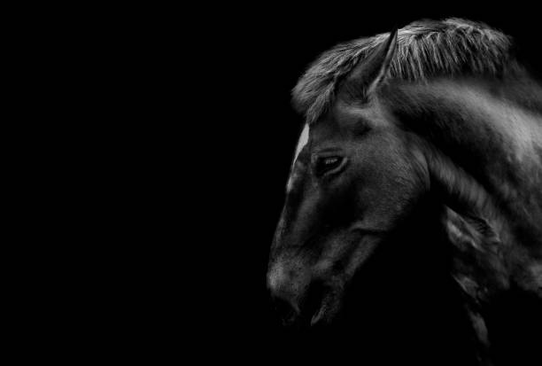 istock wild horse portrait in natural state outdoors. BW version. 1398955871