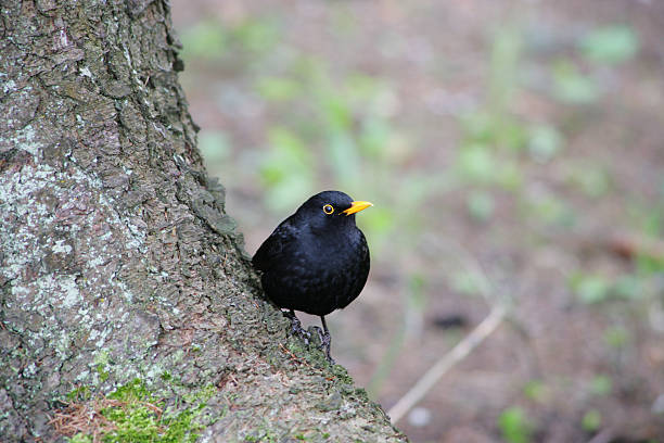 Blackbird su una trunk - foto stock