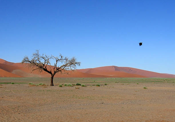 Namibia_landscape 스톡 사진