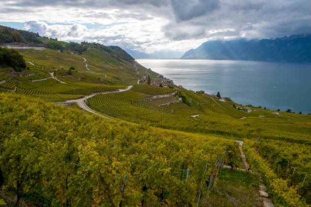 istock The Vineyard of Lavaux 1398956751