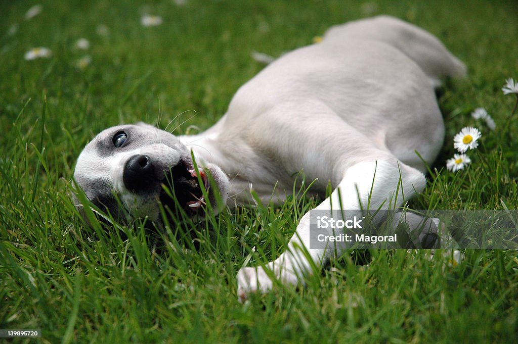 Whippet di gay - Foto stock royalty-free di Whippet