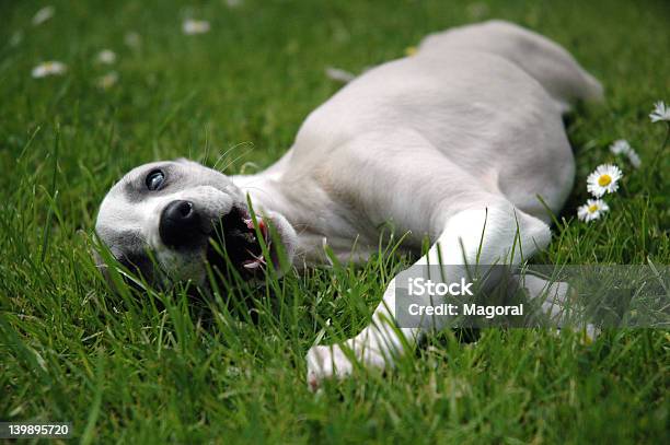 Whippet Di Gay - Fotografie stock e altre immagini di Whippet - Whippet, Animale da compagnia, Bellezza