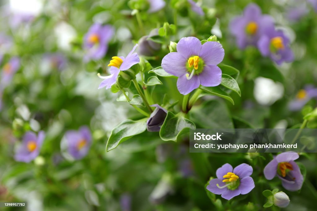 Persian violet's in full bloom. Cute small purple flowers(Exacum affine,Arabian, persian gentian, german violet) ornamental plants in the garden. Beauty Stock Photo