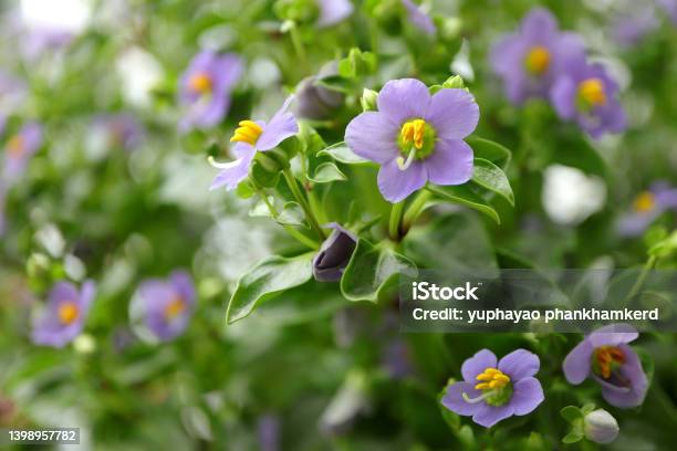 Persian Violets In Full Bloom Cute Small Purple Flowers Ornamental Plants In The Garden Stock Photo - Download Image Now