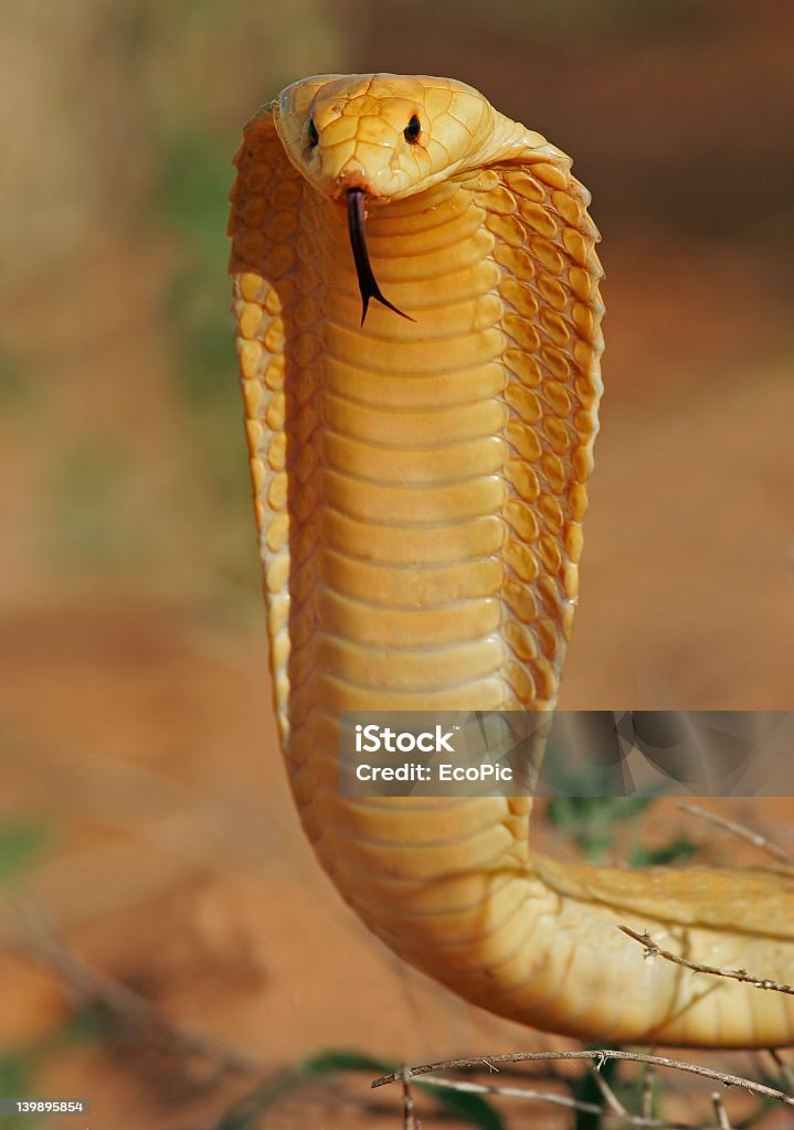 cobra Naja nivea - Foto stock royalty-free di Pelle squamosa