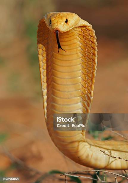 Cobra Naja Nivea - Fotografie stock e altre immagini di Pelle squamosa - Pelle squamosa, Serpente - Rettile, Africa
