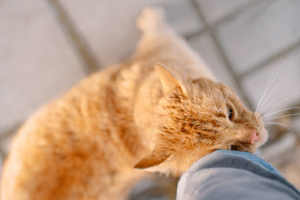Ginger Cat Rubbing Against Leg