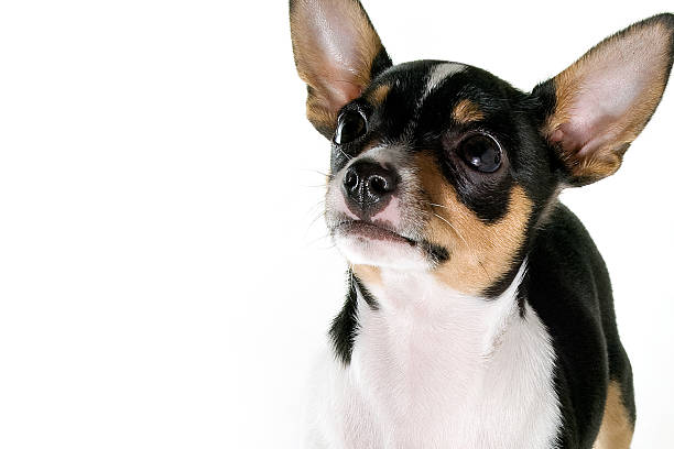 white chihuahua with black head sits in sofa next to brown black chihuahua pet